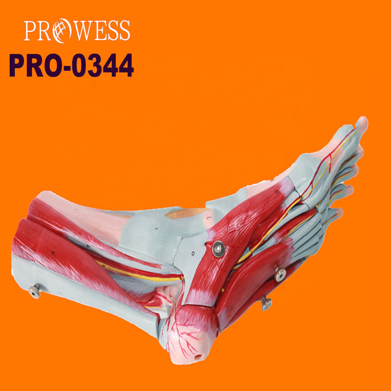 PRO-0344 Foot muscle model With main blood vessels and nerves Anatomy of the plantar muscles of the foot