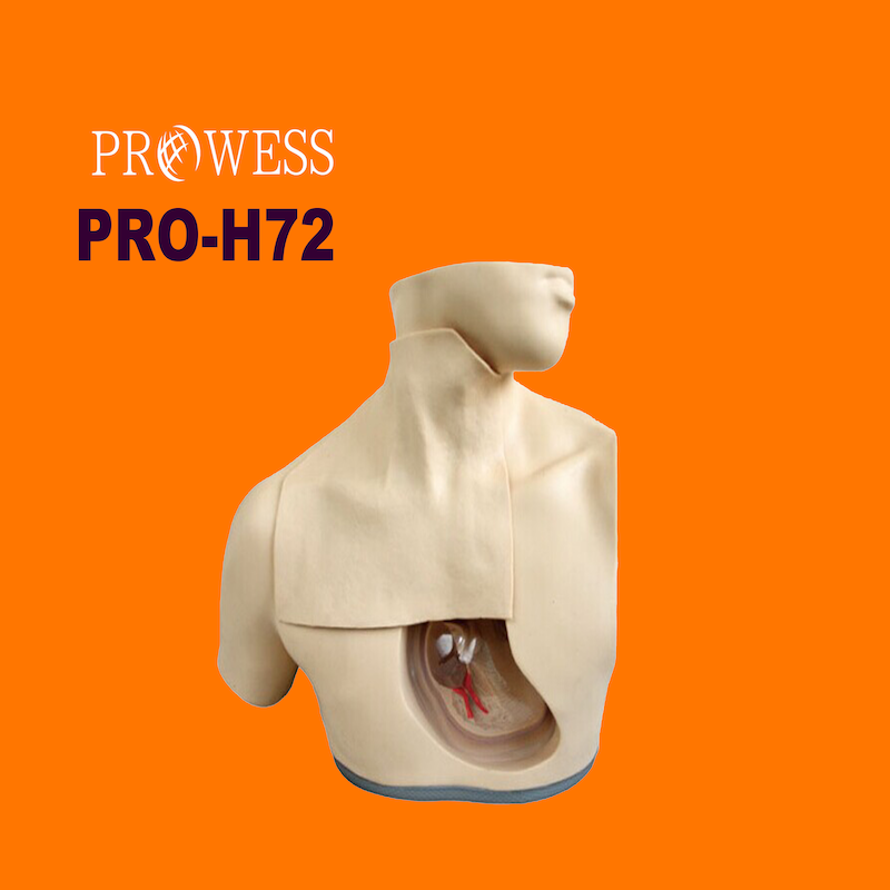 PRO-H72 Adult male upper thorax with clear anatomical structure to practice central venous catheterization model for teaching