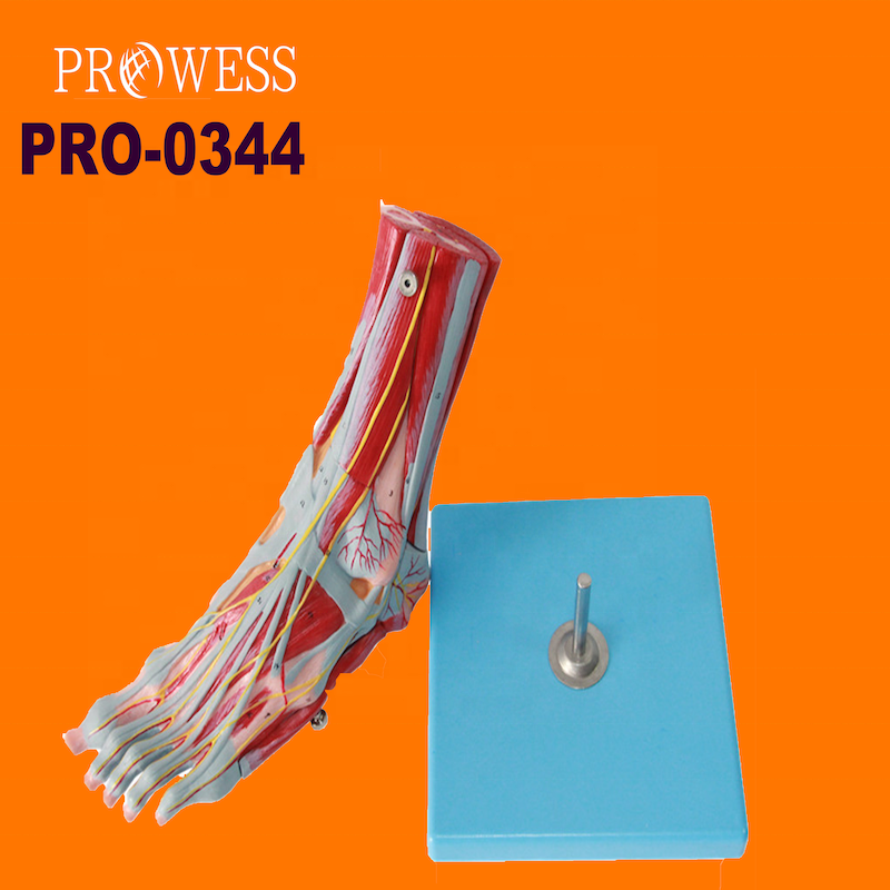 PRO-0344 Foot muscle model With main blood vessels and nerves Anatomy of the plantar muscles of the foot