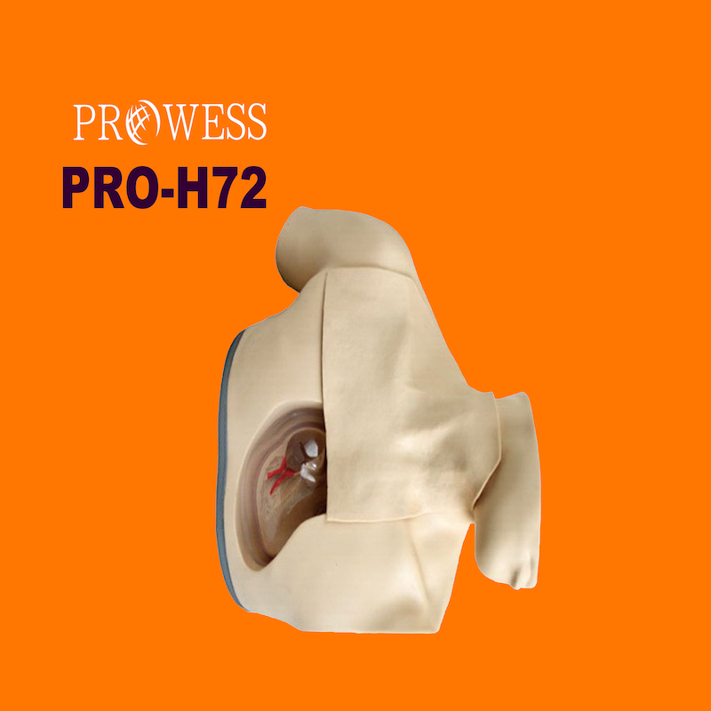 PRO-H72 Adult male upper thorax with clear anatomical structure to practice central venous catheterization model for teaching