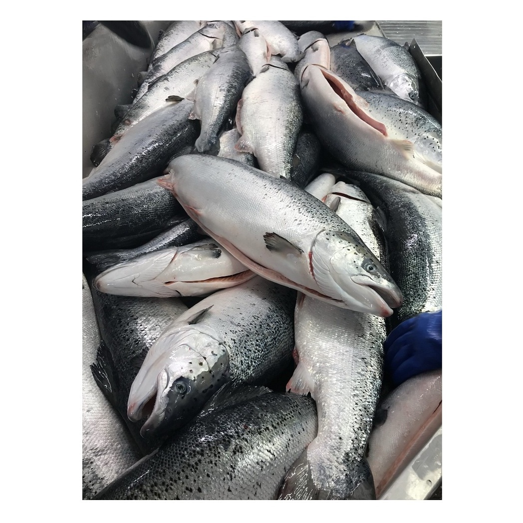 Natural Fresh Factory Wholesale Frozen Salmon Fish fresh Salmon Prices