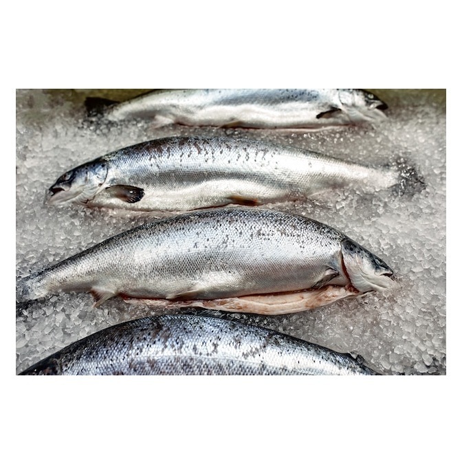 Natural Fresh Factory Wholesale Frozen Salmon Fish fresh Salmon Prices