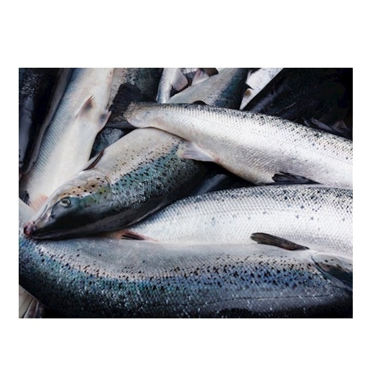 Natural Fresh Factory Wholesale Frozen Salmon Fish fresh Salmon Prices