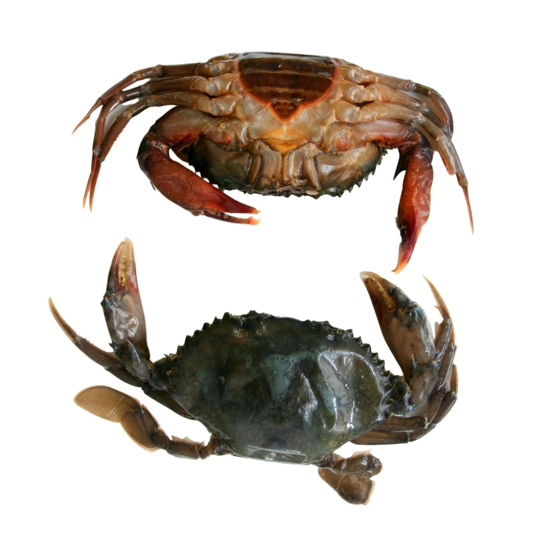 Quality Soft Shell Crab/Live Mud Crab/Frozen Soft shell Crab Box price supplier