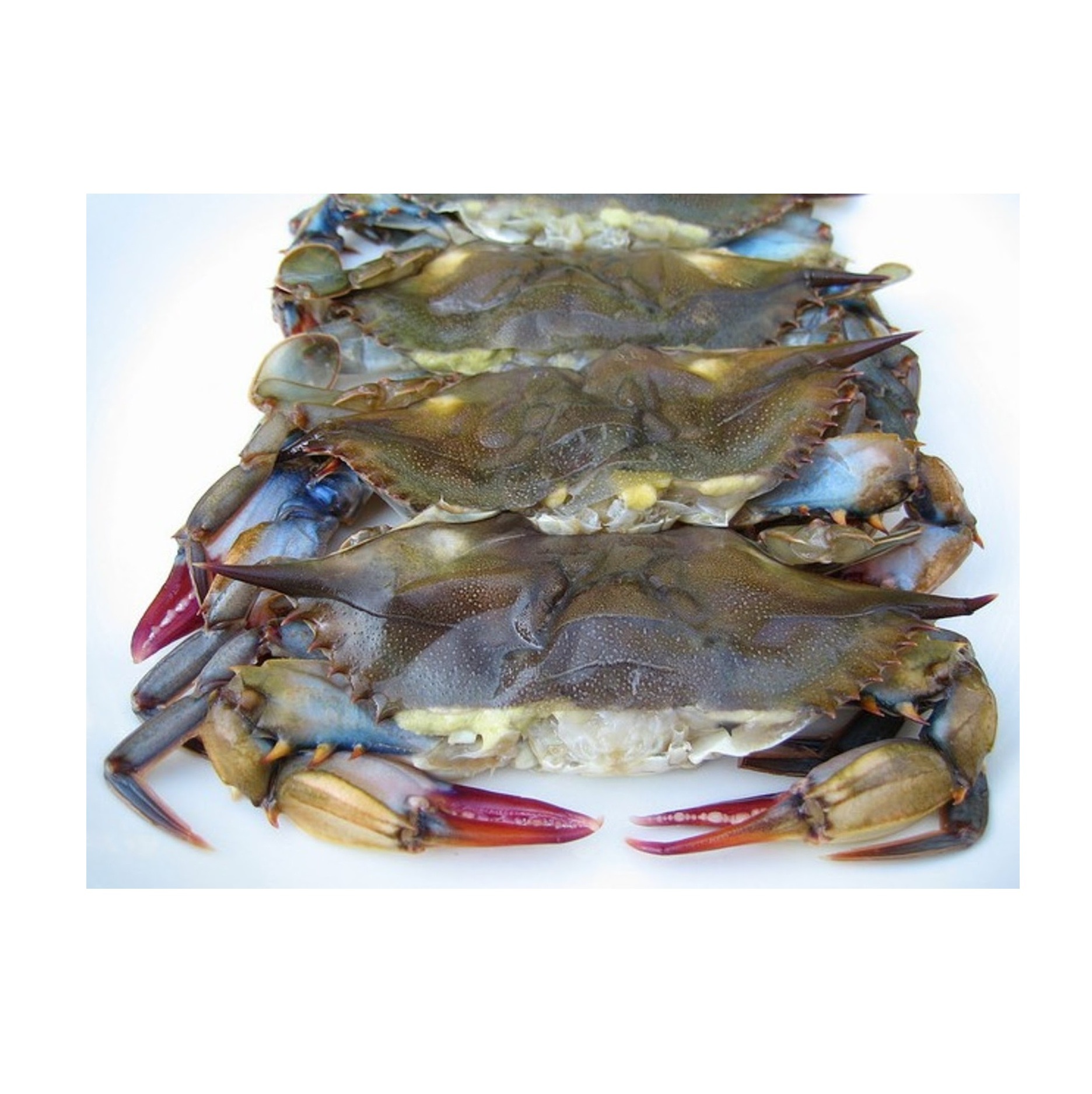 Quality Soft Shell Crab/Live Mud Crab/Frozen Soft shell Crab Box price supplier