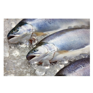 Natural Fresh Factory Wholesale Frozen Salmon Fish fresh Salmon Prices