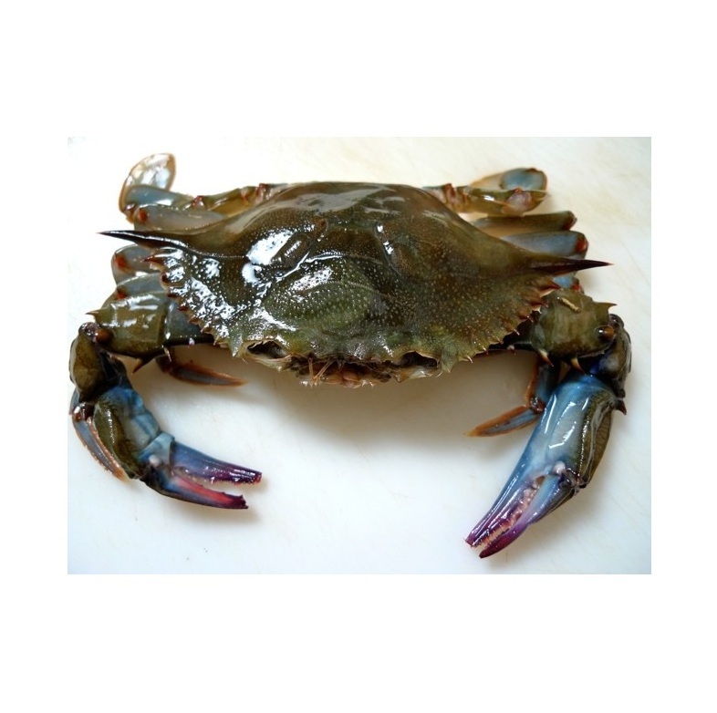 Quality Soft Shell Crab/Live Mud Crab/Frozen Soft shell Crab Box price supplier