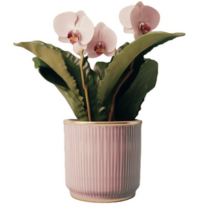 5-Inch Orchid Pot Nordic Minimalist Pot Glazed Nordic Design with Roman Column Inspiration Elegant Orchid Planter Classical