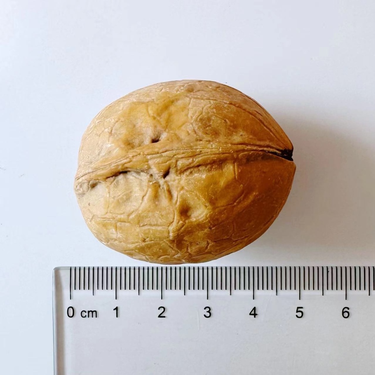 Chinese China wholesale yunnan 185 33 xinfeng walnuts in shell with extra light walnut kernels prices