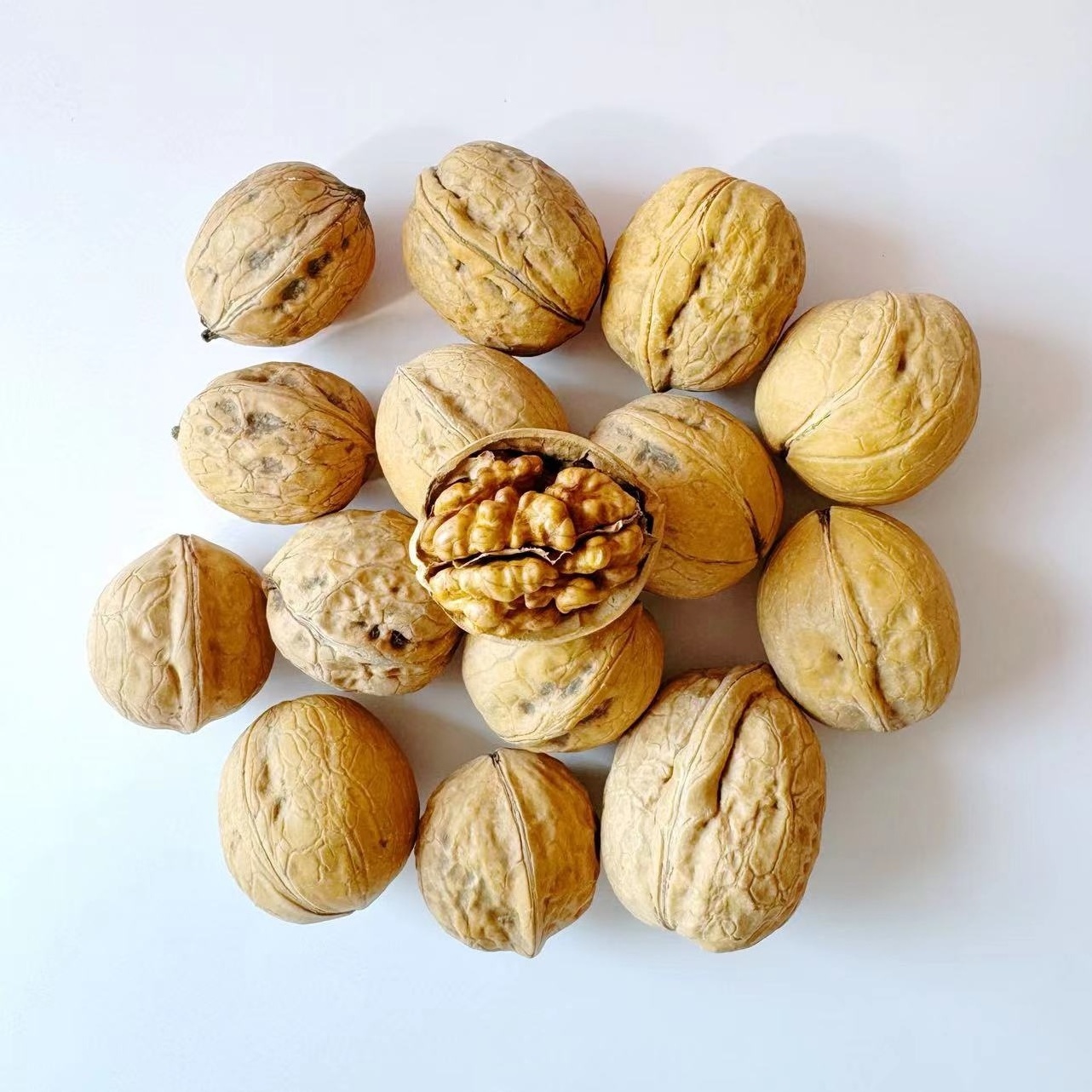 Chinese China wholesale yunnan 185 33 xinfeng walnuts in shell with extra light walnut kernels prices