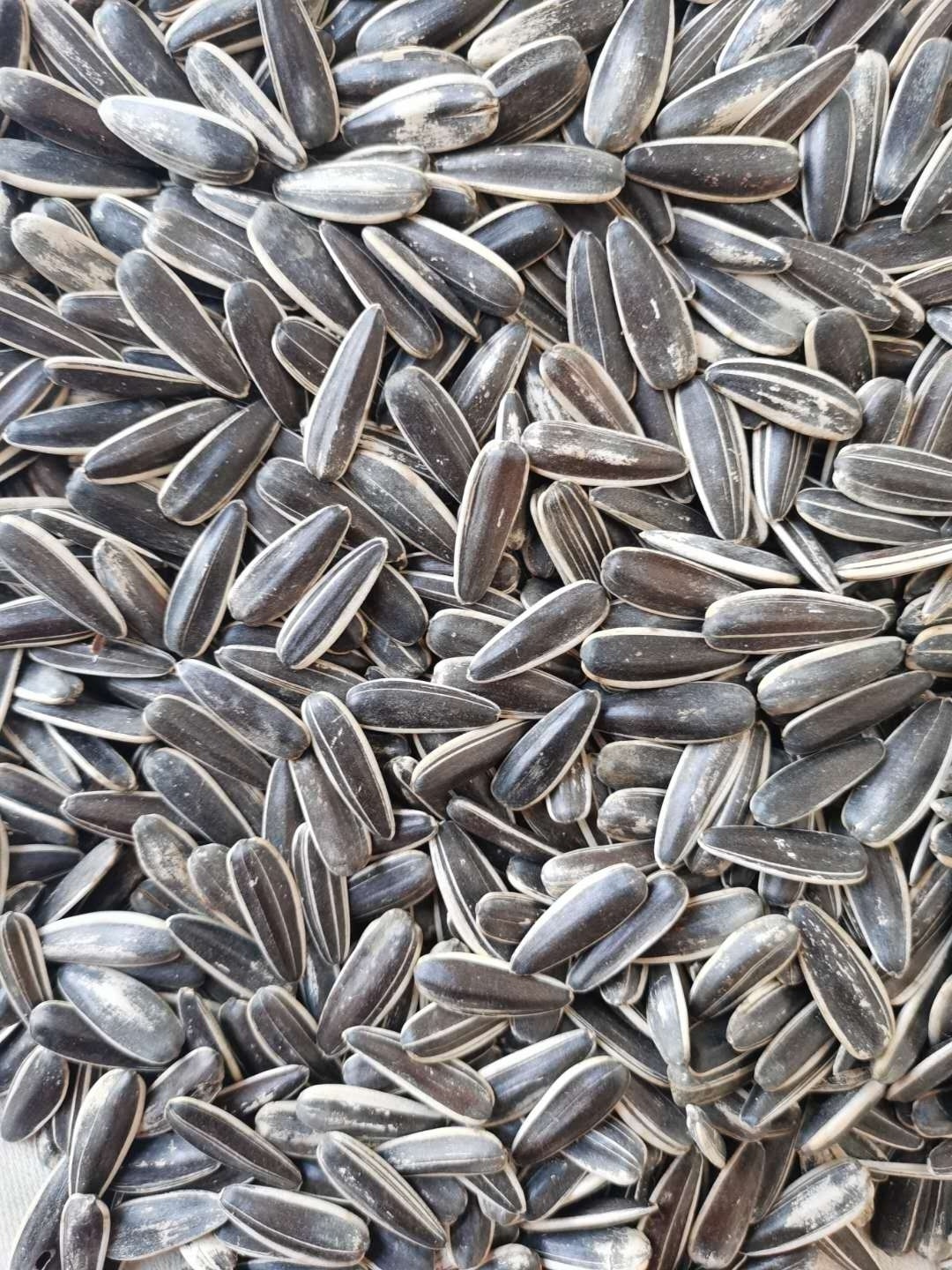 Xinjiang Origin by Owned Factory seeds of sunflower seeds snacks