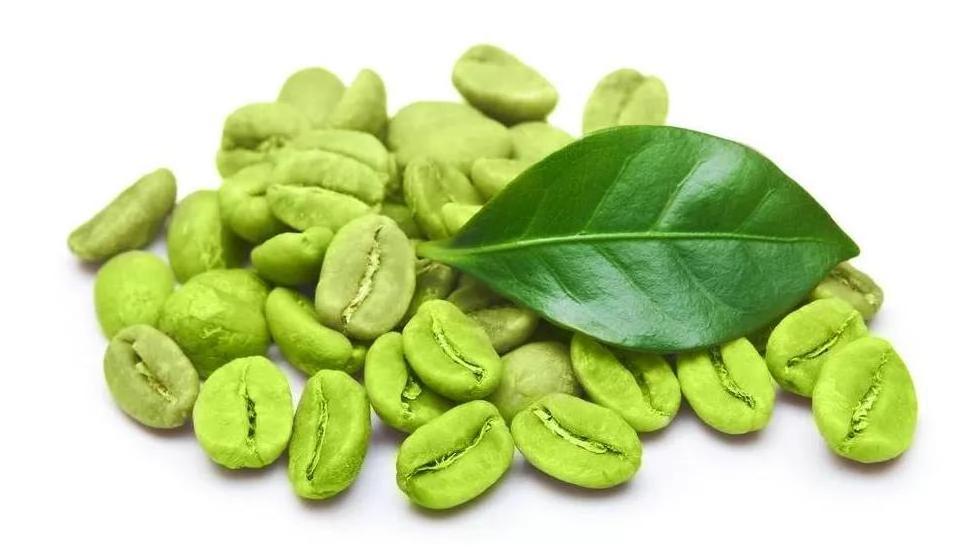 Coffee Bean Fruit Extract Green Coffee Bean Extract Uses for Weight Loss Chlorogenic Acids 50%