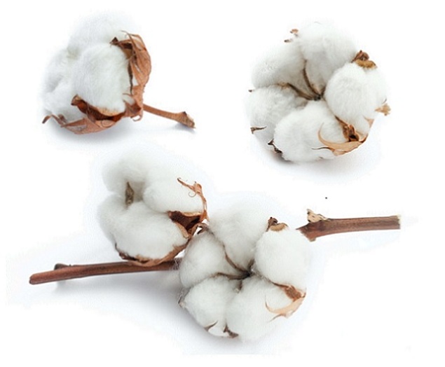 raw cotton for sale CIS Organic Feature Eco Material Spinning Woven Fiber ginned cotton cotton bales