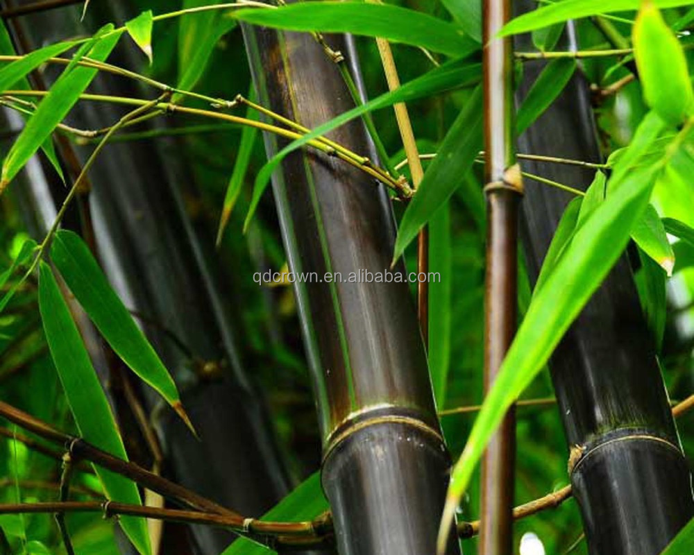 Natural Looking Plant Lucky Artificial Stick Wall Screen Pole Palm Leaf Bamboo Plant