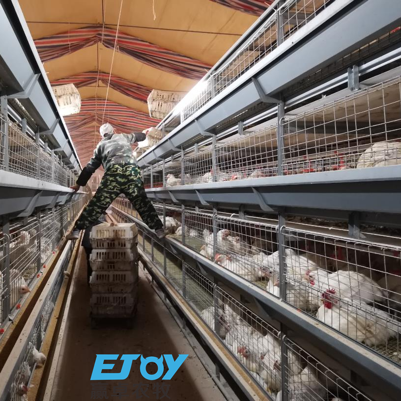 Top Quality H Frame Galvanized Chicken Broiler Cage