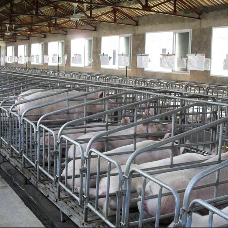 hot galvanized pig gestation crate stall pen sow stall