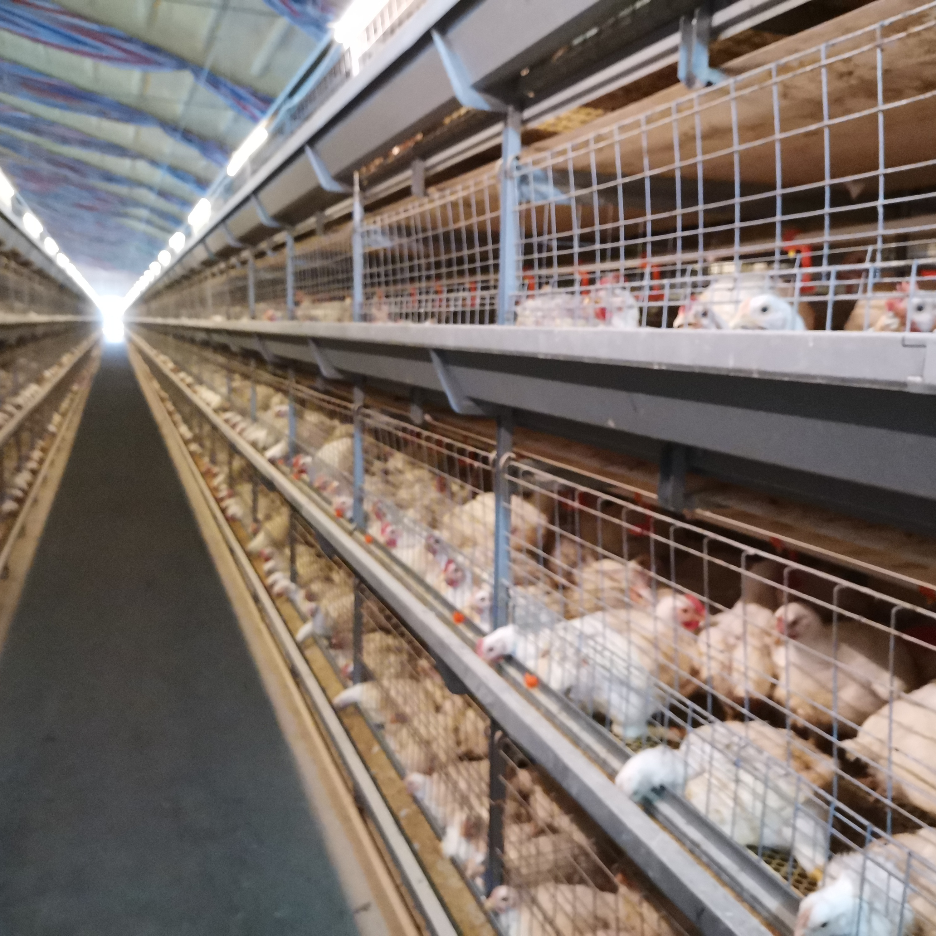 Top Quality H Frame Galvanized Chicken Broiler Cage