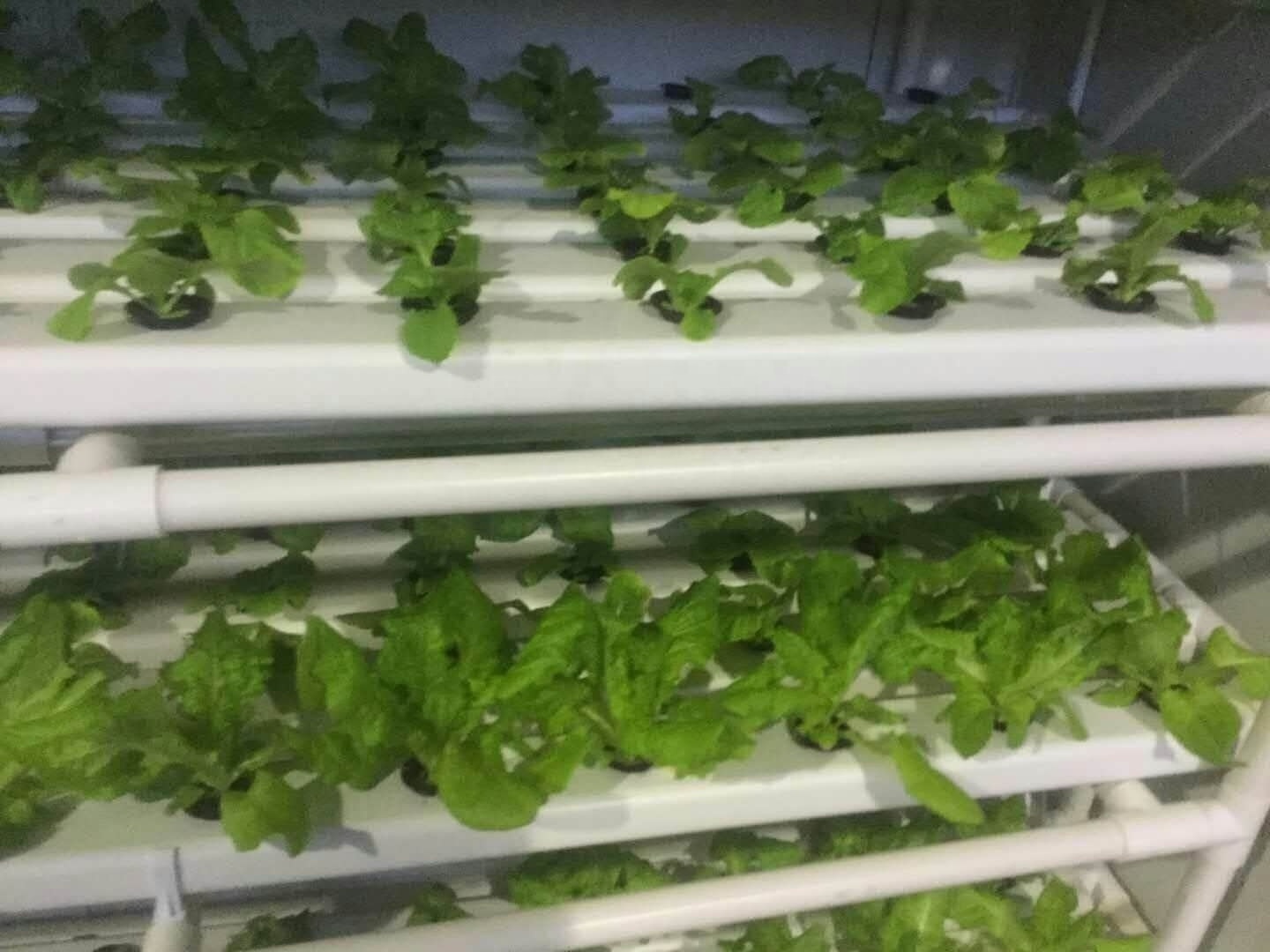 Shipping Container Farmer Hydroponic Growth system for vegetables