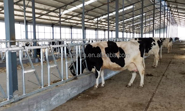 Cow Headlocks For Cattle Headlock system Cattle Feeder barrier Dairy Farm Equipment cattle head gate