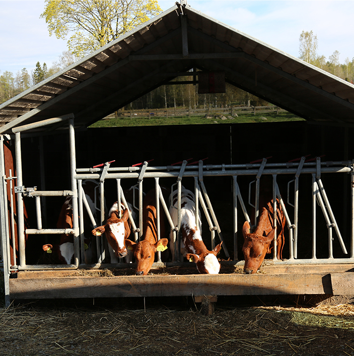 Used Cattle Headlock For Sale Cow Headlock For Sale Feeder Galvanized Cow Loop Cubicle