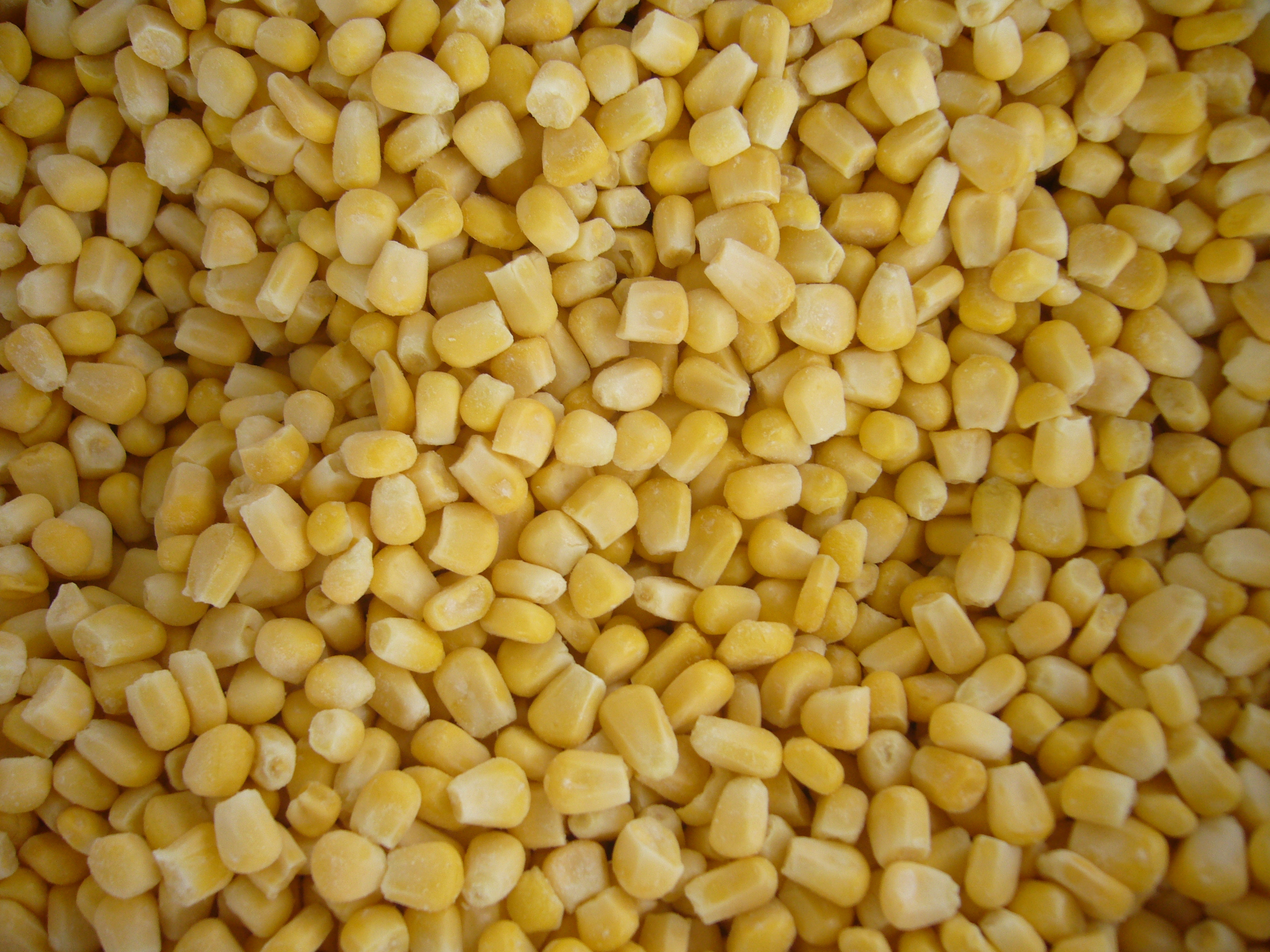 Frozen Vegetables IQF Sweet Corn Frozen Sweet Corn