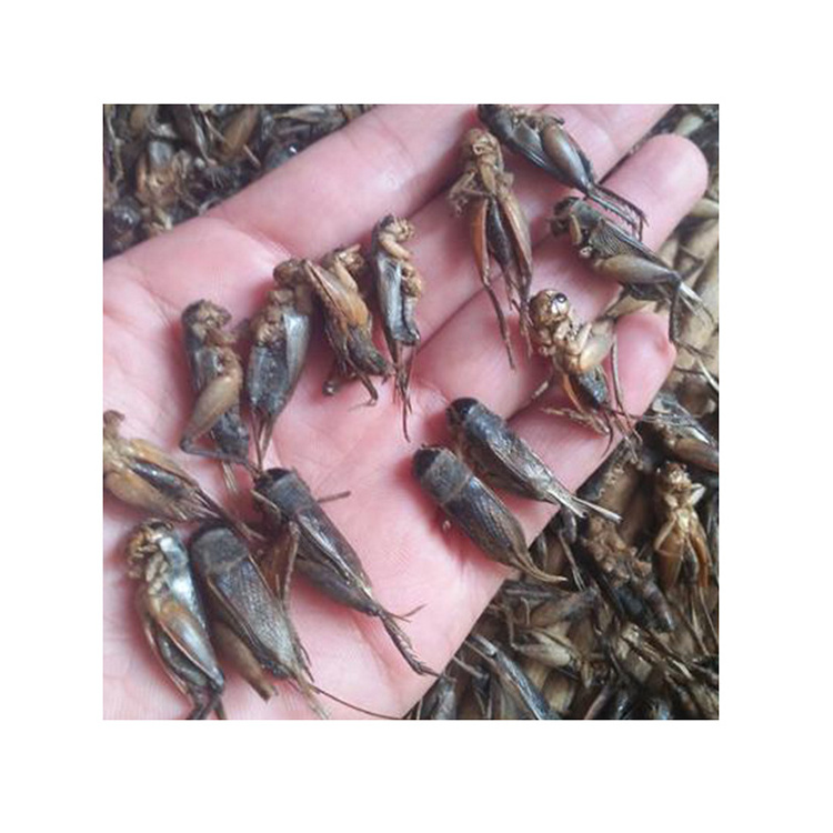 Good quality dried crickets from insect factory