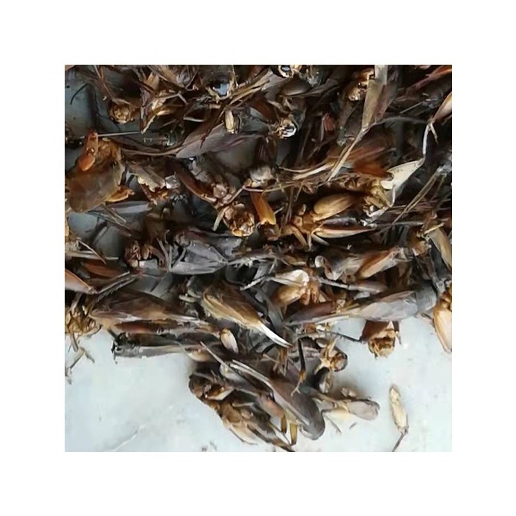 Wholesale Eco-friendly Freeze-dried Crickets for Birds Reptiles and Small Pets