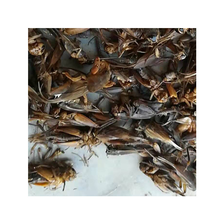 Good quality dried crickets from insect factory