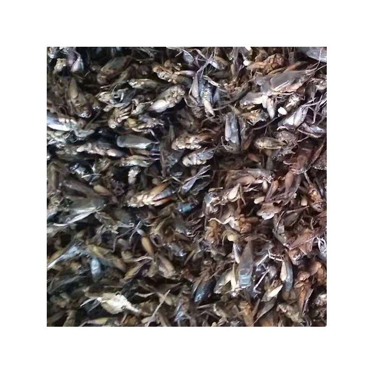 Competitive Price dried crickets for wild bird food