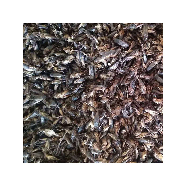 Competitive Price dried crickets for wild bird food