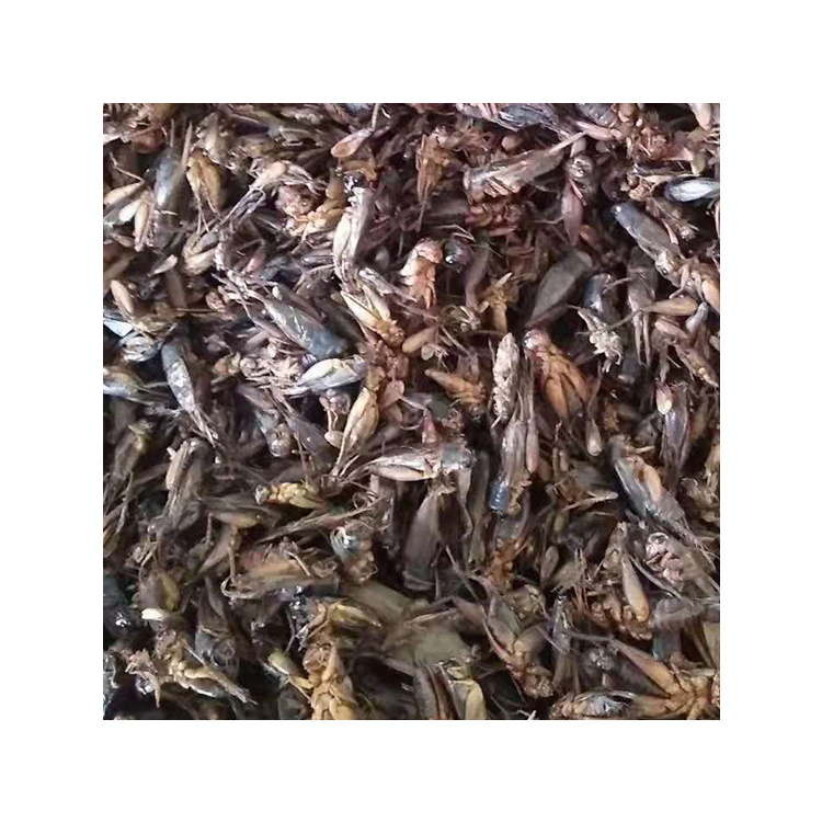 Good quality dried crickets from insect factory