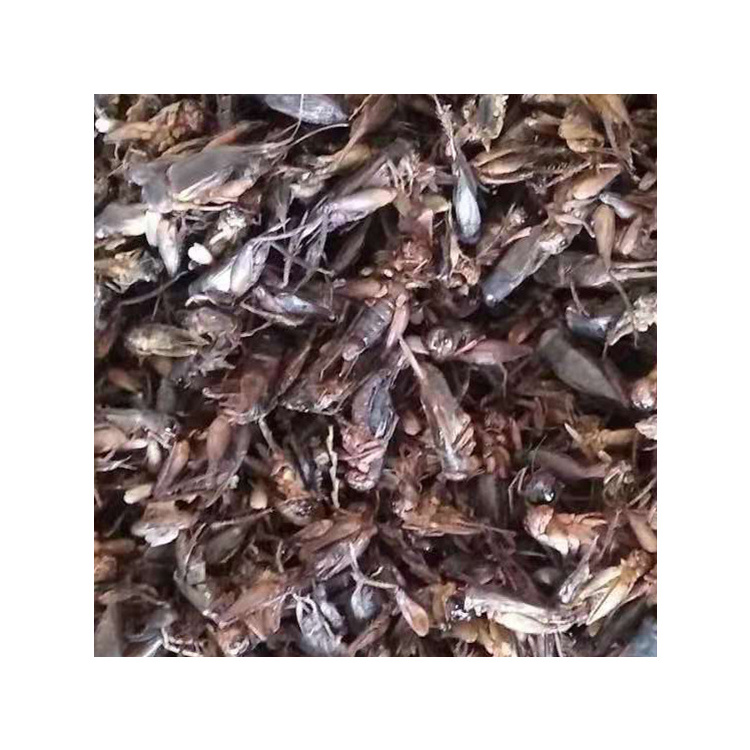 Good quality dried crickets from insect factory