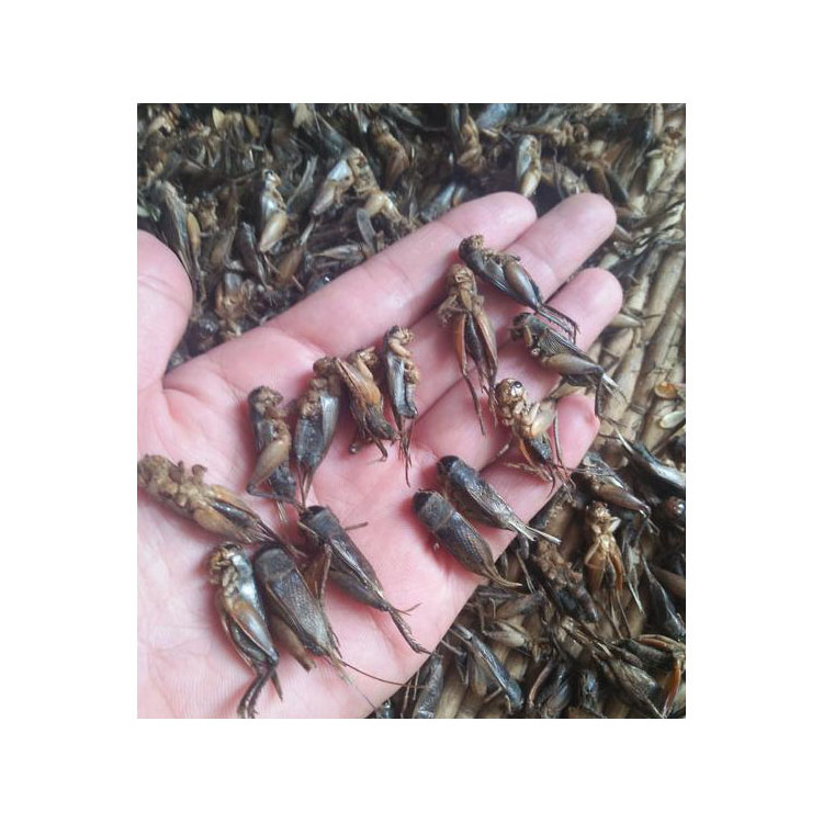 China Best selling clean high protein wholesale freeze dried crickets