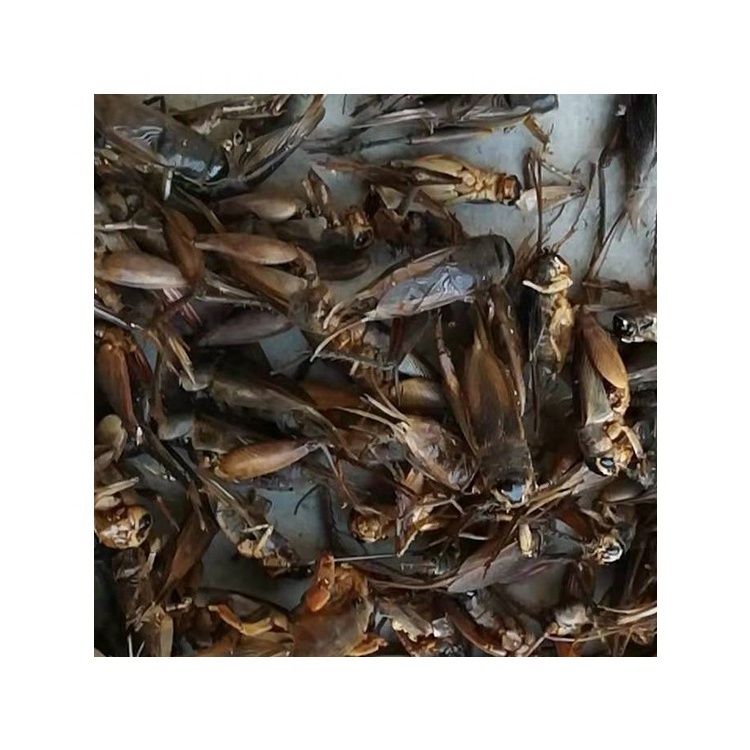 Wholesale Eco-friendly Freeze-dried Crickets for Birds Reptiles and Small Pets