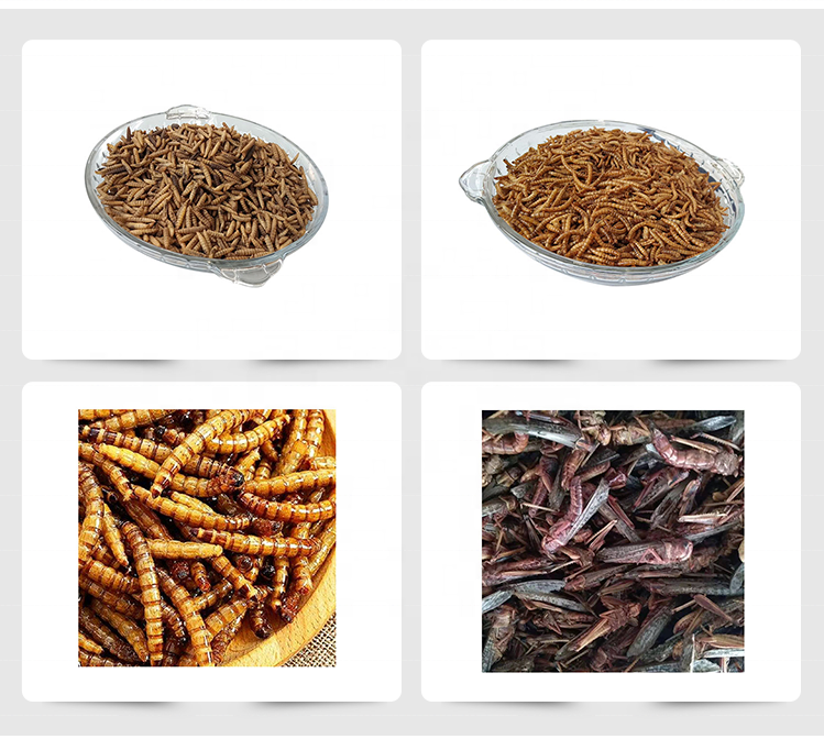 China Best selling clean high protein wholesale freeze dried crickets