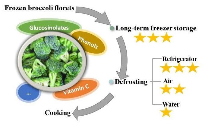 Wholesale High Quality Vegetables BRC A Approved IQF frozen broccoli florets In Cheap Price