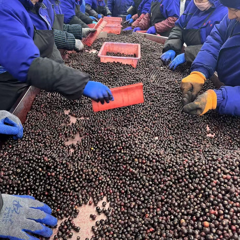 Exporting Frozen Wild Cultivated Blueberry Bulk Wholesale Organic Fresh Prices