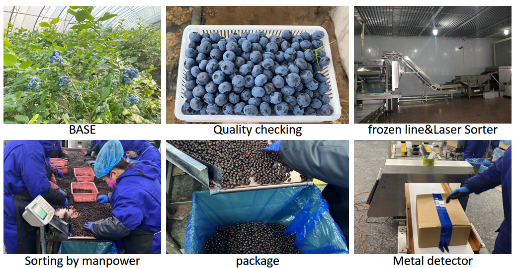 Bulk berries frozen blueberry fruit China cultivation