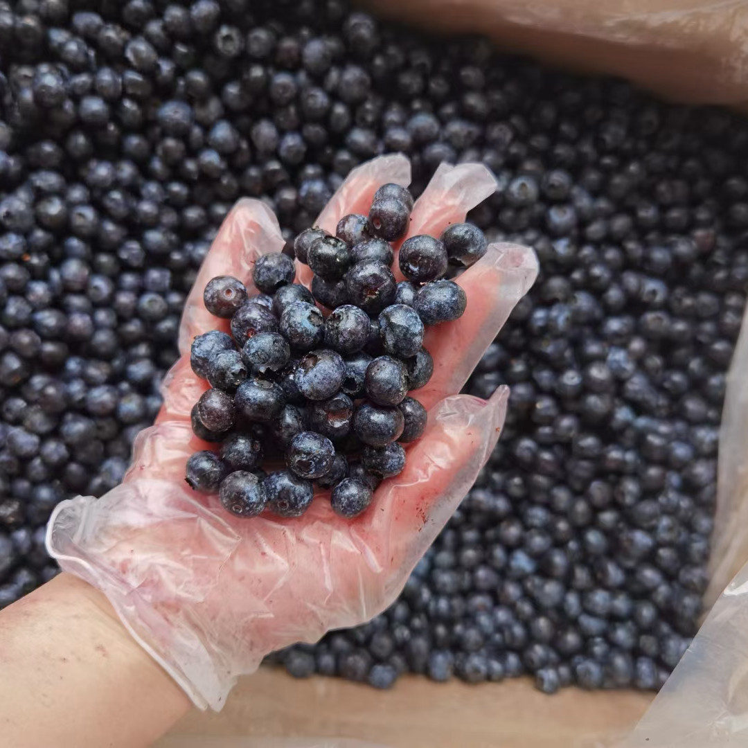 Exporting Frozen Wild Cultivated Blueberry Bulk Wholesale Organic Fresh Prices