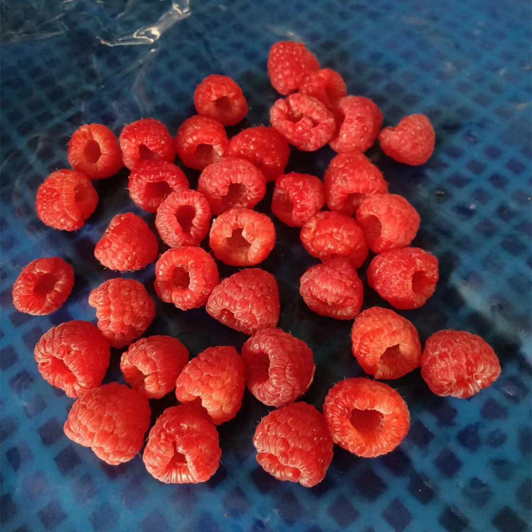 Premium Fresh Picked Flavor Frozen Raspberry Natural Frozen Raspberry IQF Fruit for Wholesalers and Importers