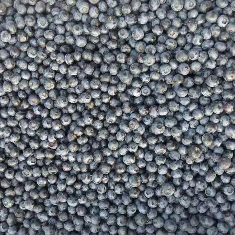 Bulk berries frozen blueberry fruit China cultivation