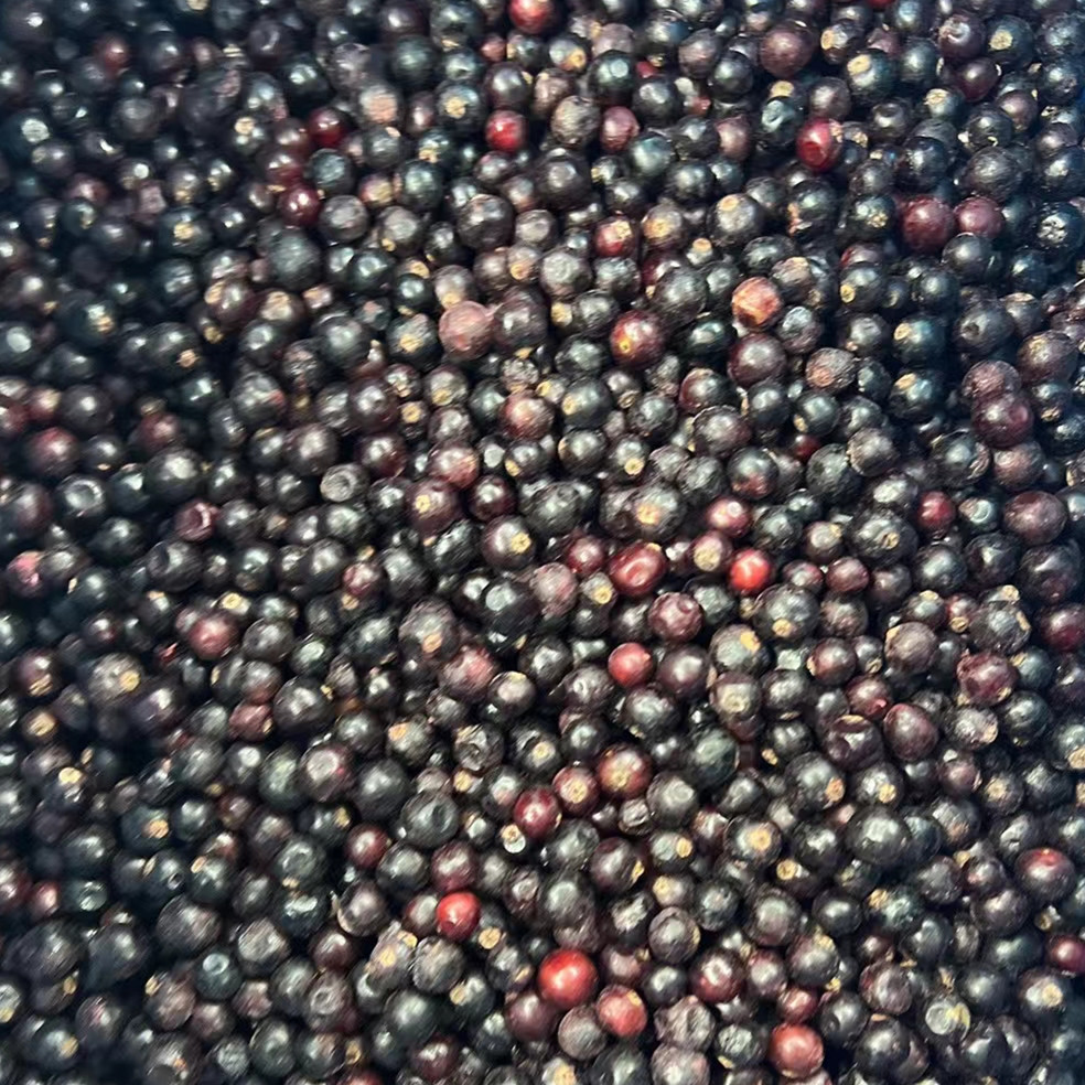 Bulk Organic Harvest Fresh Frozen Wild Blueberries Nutritious Fruit Ready to Ship for Retailers