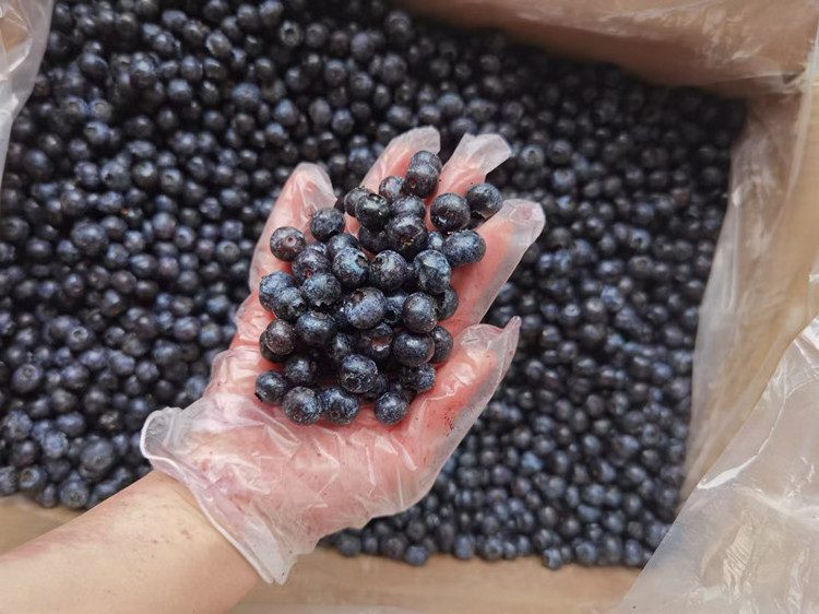 Exporting Frozen Wild Cultivated Blueberry Bulk Wholesale Organic Fresh Prices