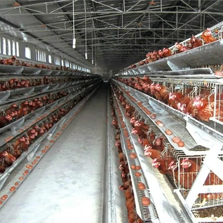 Hot Sale Poultry Farm Laying Hens Used Layer Battery Chicken Cage