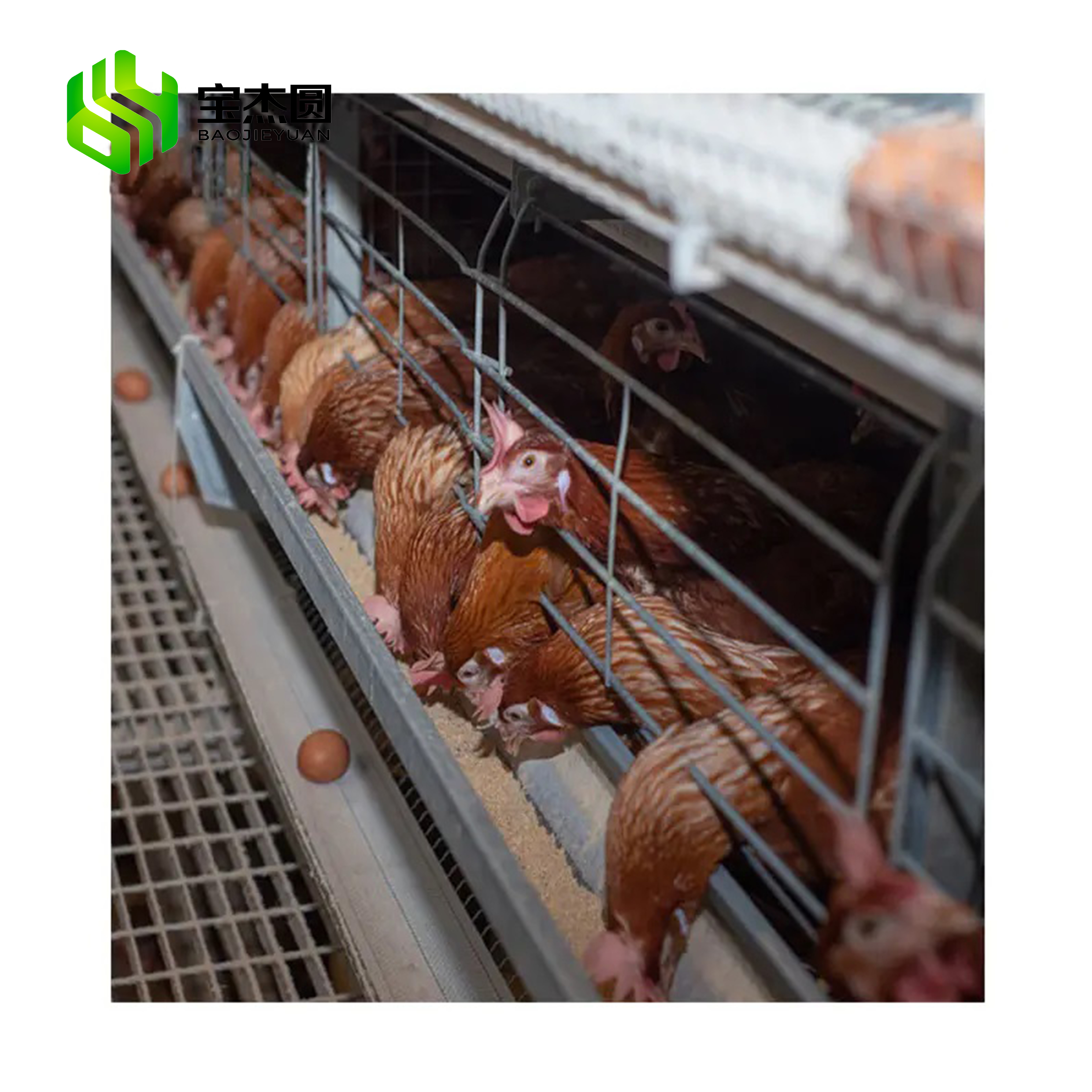 Good Price A Type Automatic Egg Layer Chicken Farm Laying Hens Poultry Battery Cages