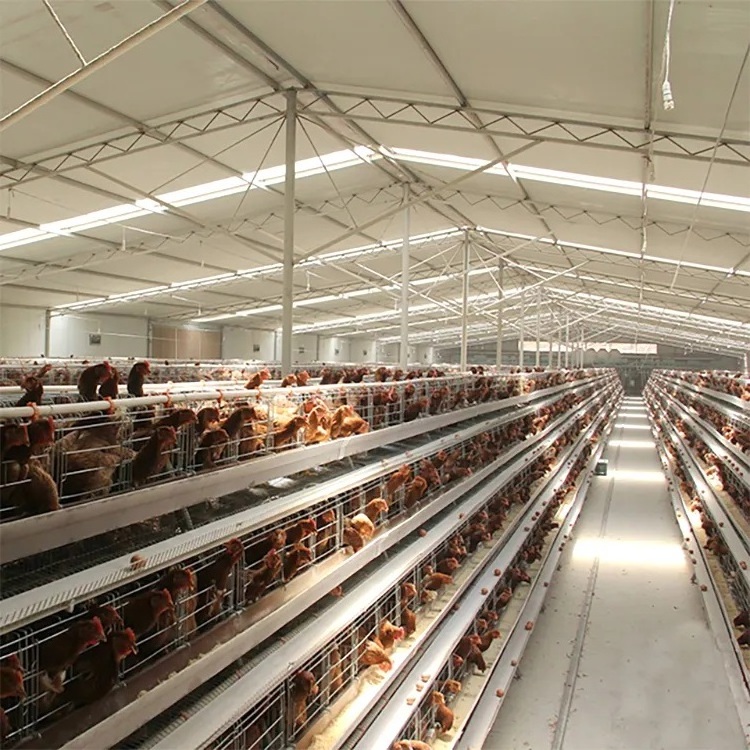 Hot Sale Poultry Farm Laying Hens Used Layer Battery Chicken Cage