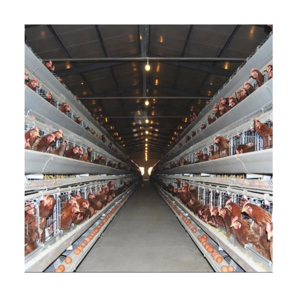 Chicken egg laying hens cage Commercial Poultry Farming Equipment Automated Chicken Layer Farming Cage