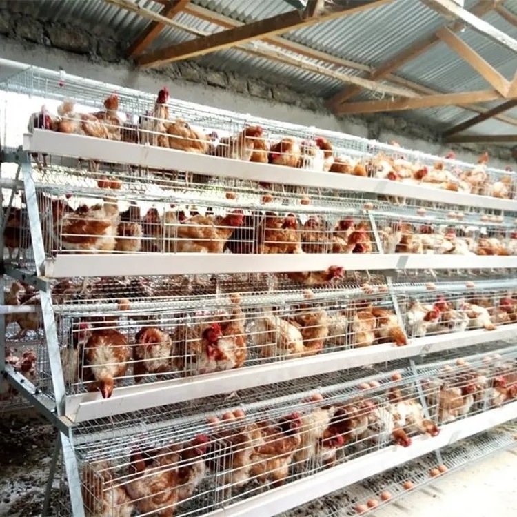 Chicken egg laying hens cage Commercial Poultry Farming Equipment Automated Chicken Layer Farming Cage