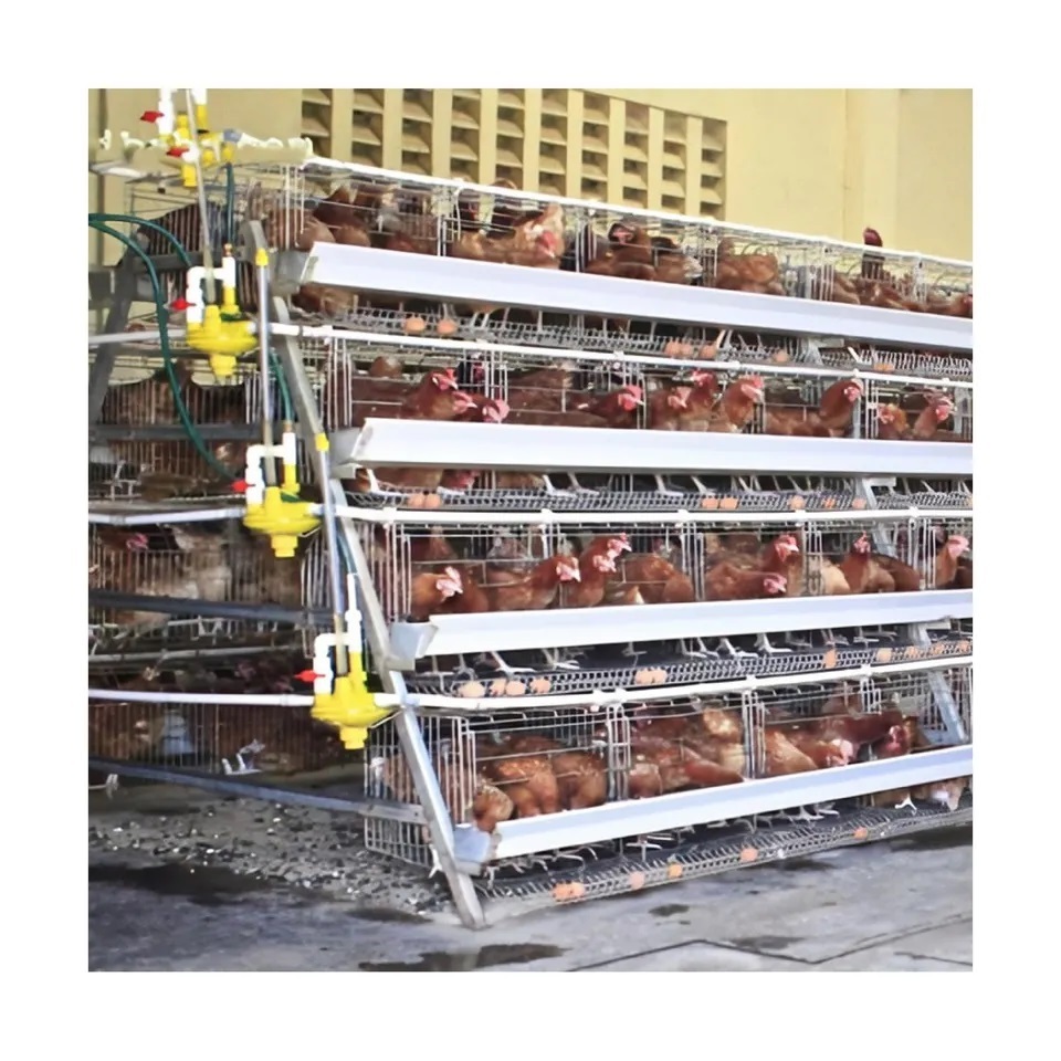 Automatic Poultry Farming Cheap Layer Chicken Cage System For Chicken Coop