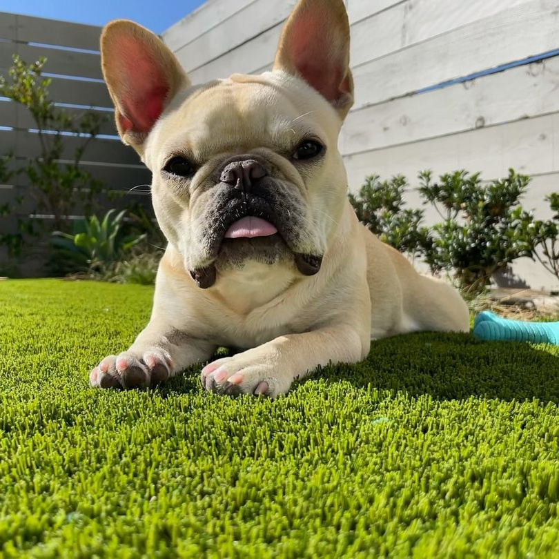 Sunberg  Turf dog friendly Customized Size grass artificial grass for garden synthetic grass